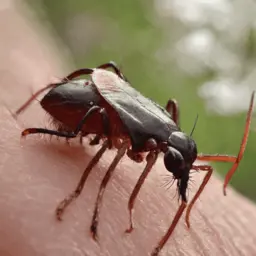 A close-up of a flea biting into a person's arm