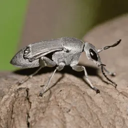 A common pest Weevil found in wood